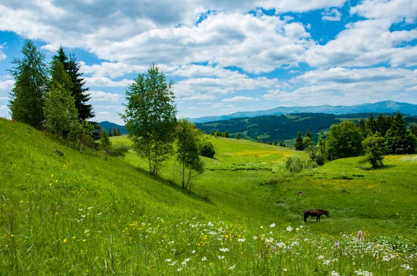 Horses Grazing Carpathian Mountains Meadow Pasture Summer Cloudy Day — Stock Photo, Image