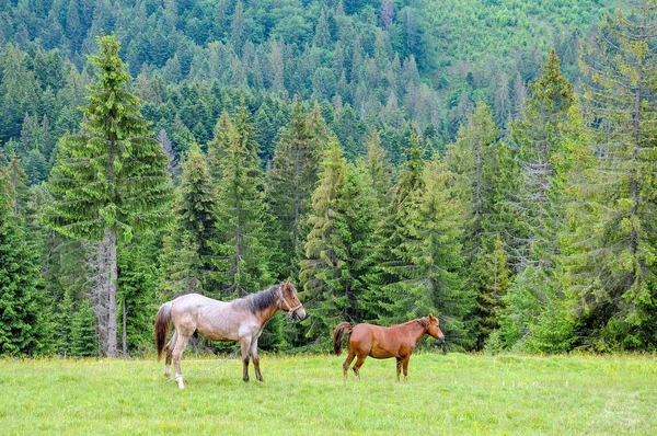 Horses Grazing Carpathian Mountains Meadow Pasture Summer Cloudy Day — Stock Photo, Image