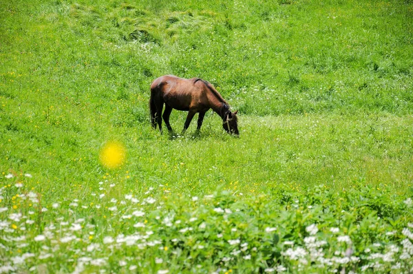 Hästar Betar Karpaterna Äng Betesmark Molnig Sommardag — Stockfoto