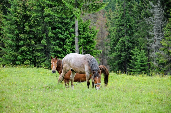 Pferde Grasen Auf Den Karpaten Alm Sommer Bewölkt Tag — Stockfoto