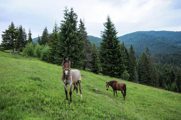 Pferde Grasen Auf Den Karpaten Alm Sommer Bewölkt Tag — Stockfoto