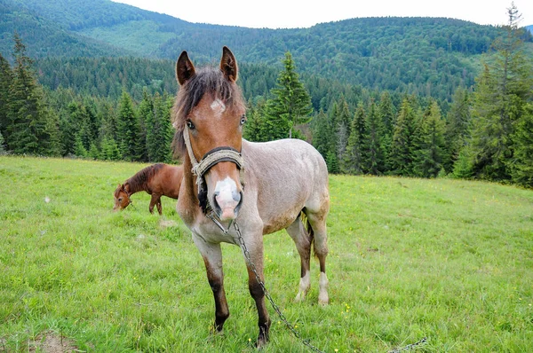 在喀尔巴阡山牧场放牧的马在夏天多云天 — 图库照片