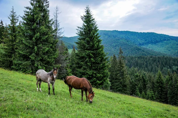 Pferde Grasen Auf Den Karpaten Alm Sommer Bewölkt Tag — Stockfoto