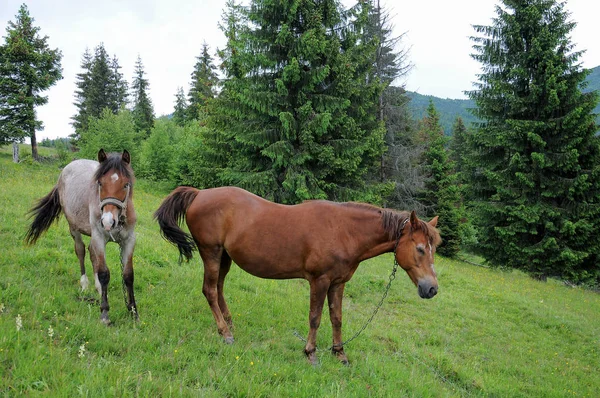 Cavalos Pastando Nas Montanhas Dos Cárpatos Pastagem Verão Dia Nublado — Fotografia de Stock