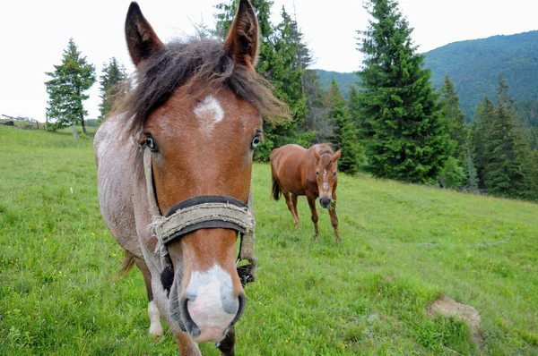 Pferde Grasen Auf Den Karpaten Alm Sommer Bewölkt Tag — Stockfoto