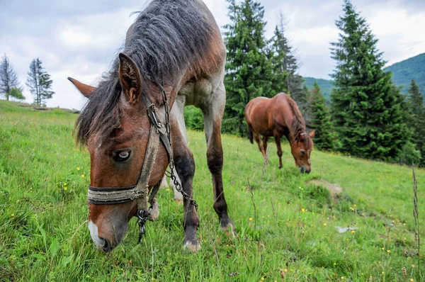 Hästar Betar Karpaterna Äng Betesmark Molnig Sommardag — Stockfoto