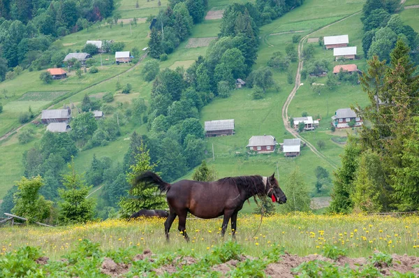 Cavalos Pastando Nas Montanhas Dos Cárpatos Pastagem Verão Dia Nublado — Fotografia de Stock