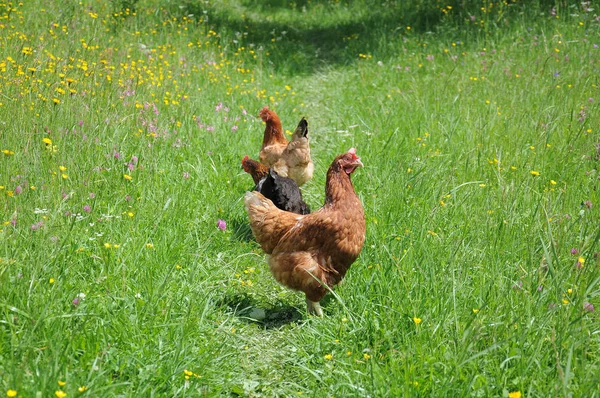 Caballos Pastando Las Montañas Los Cárpatos Prados Verano Día Nublado — Foto de Stock