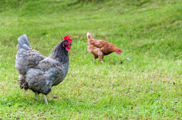 Gallo Gris Con Peine Rojo Pastando Césped Verde Verano Día — Foto de Stock