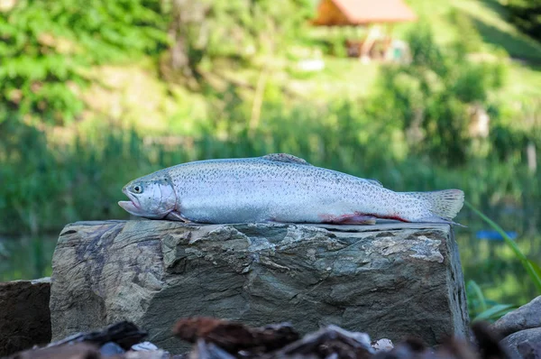 Taze Çiğ Alabalık Evi Göl Arka Plan Lojman Camp Düz — Stok fotoğraf