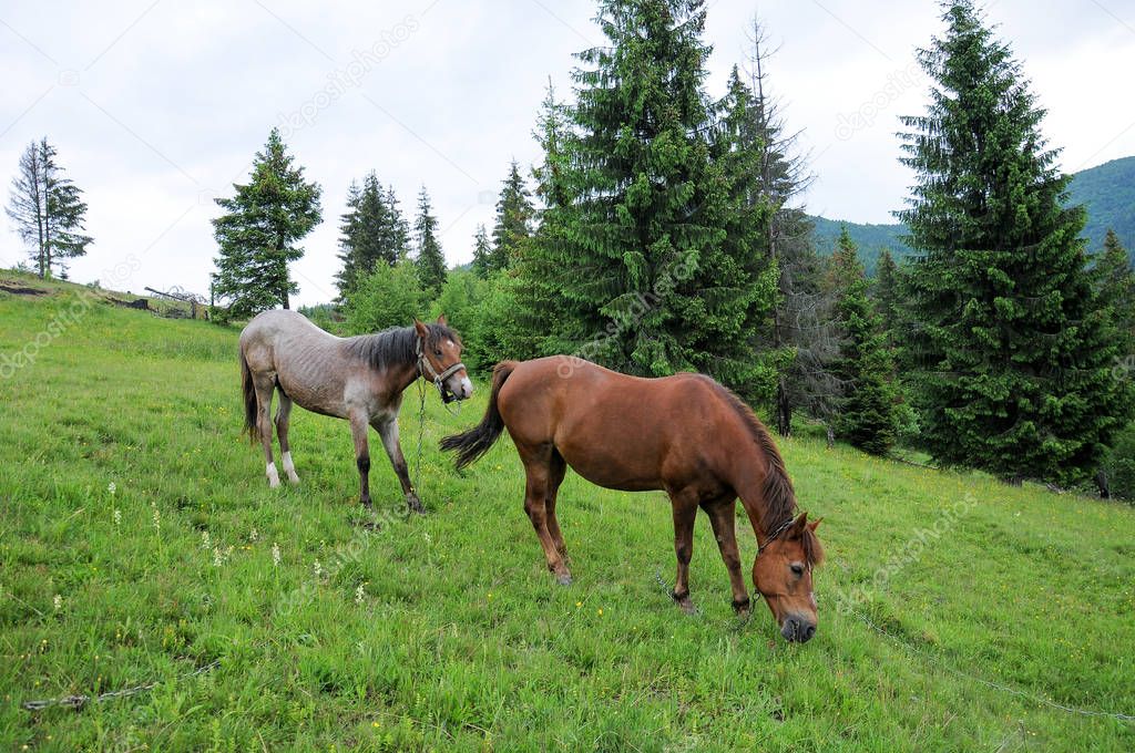 Horses grazing on Carpathian mountains meadow pasture in summer cloudy day