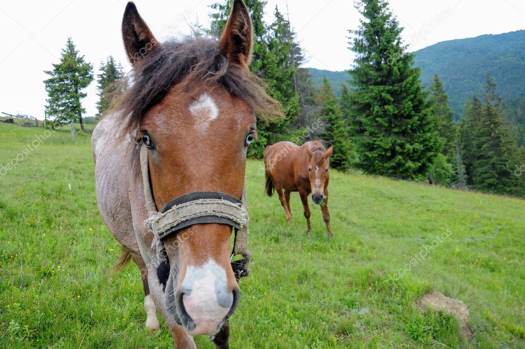 Horses grazing on Carpathian mountains meadow pasture in summer cloudy day