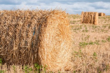 hasat alanda kuru saman yığını yuvarlak