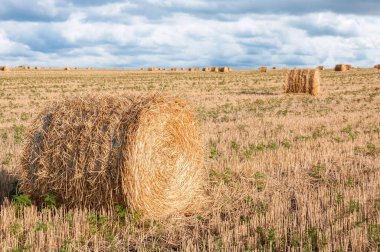 hasat alanda kuru saman yığını yuvarlak