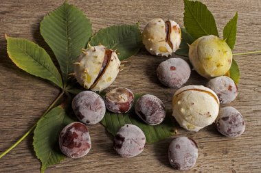 Gri bir gemide hoarfrost kaplı bir kabuğu içinde kestane.