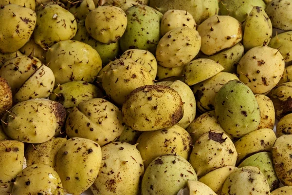 Bakgrund av gröna taggiga skal av kastanjer — Stockfoto