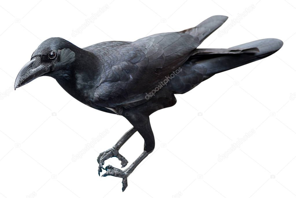 raven bird isolate on white background.