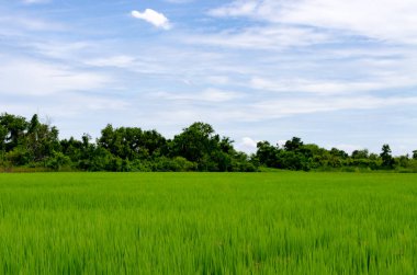 Güzel pirinç alan canlı mavi gökyüzü ve güneş parlıyor