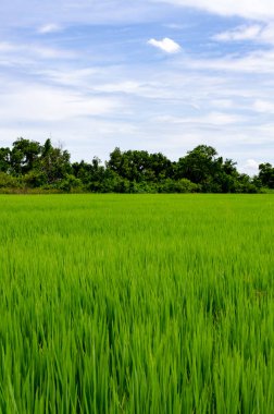 Güzel pirinç alan canlı mavi gökyüzü ve güneş parlıyor