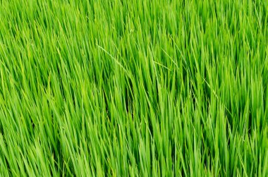 Güzel pirinç alan canlı mavi gökyüzü ve güneş parlıyor