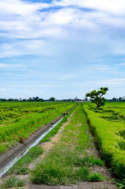Güzel pirinç alan canlı mavi gökyüzü ve güneş parlıyor