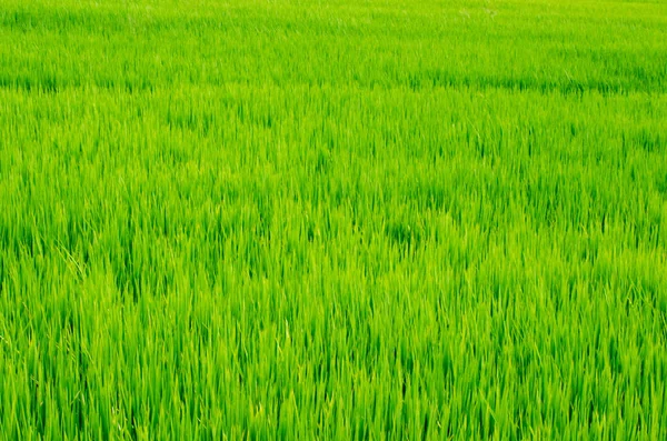 与充满活力的蓝色天空和太阳照耀美丽稻田 — 图库照片