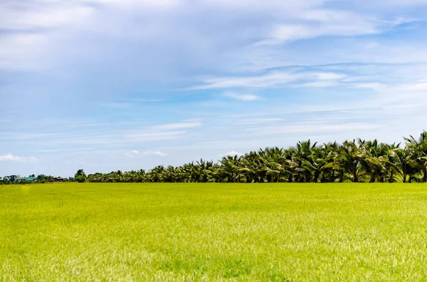 Wunderschönes Reisfeld mit einem strahlend blauen Himmel und der Sonne, die scheint — Stockfoto