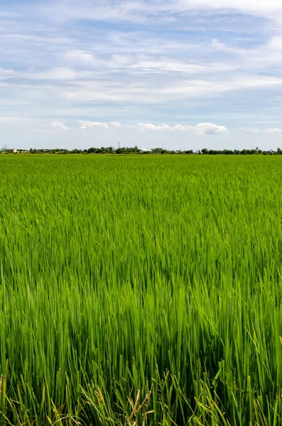 Gyönyörű rizs mező egy élénk kék ég és a nap süt — Stock Fotó