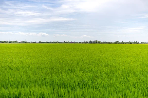 Wunderschönes Reisfeld mit einem strahlend blauen Himmel und der Sonne, die scheint — Stockfoto