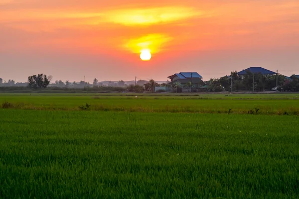 Grüne Reisfelder, schöne Aussichten Landschaften ist leichter Sonnenaufgang in — Stockfoto