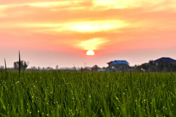 Campos de arroz verde, belas paisagens vistas é o nascer do sol luz em — Fotografia de Stock