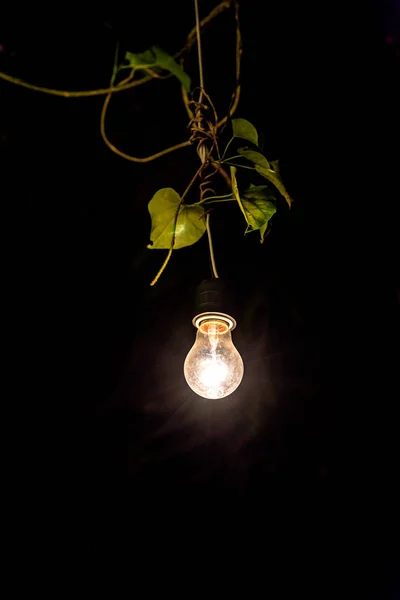 Декоративные светильники, висящие на дереве в саду — стоковое фото