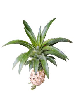 Beyaz arka plan üzerinde izole mini ananas.