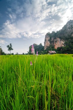 Görüntü yeşil pirinç alan Dağları arka plan mavi gökyüzü altında