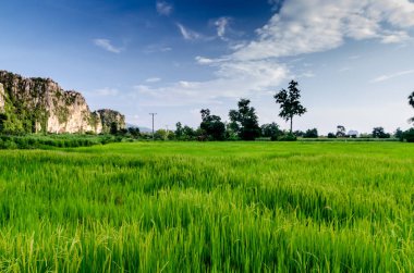 Görüntü yeşil pirinç alan Dağları arka plan mavi gökyüzü altında