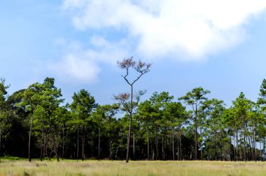 Ağaç, alan, çayır ve orman - mavi gökyüzü