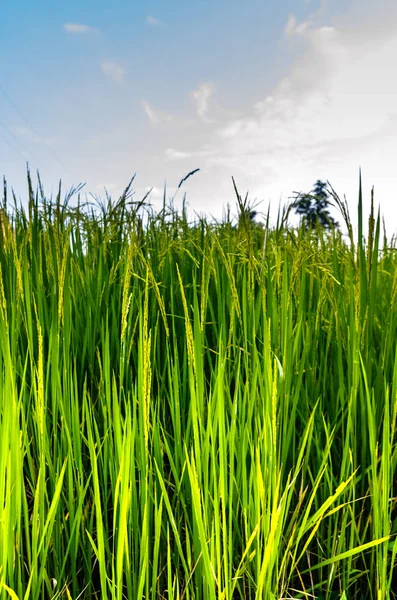图像绿色稻田与山背景在蓝蓝的天空下 — 图库照片