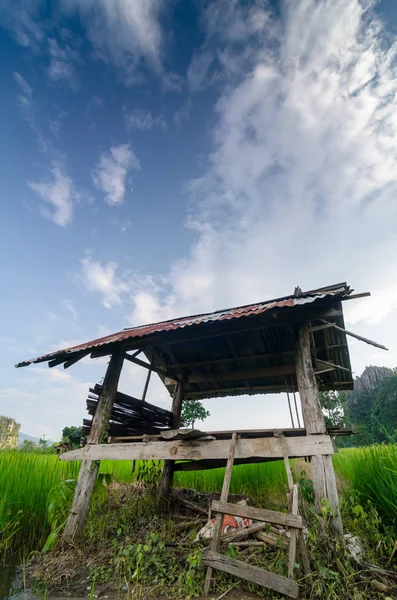 Zöld rizs képmezőt a hegyek a háttérben kék ég alatt — Stock Fotó