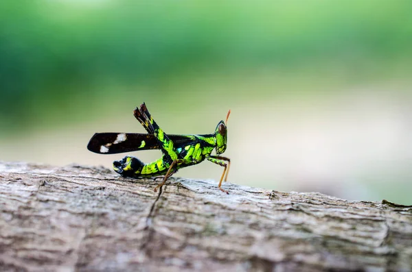 En bild av gräshoppor. makro gräshoppa — Stockfoto