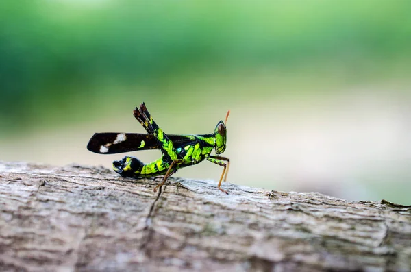 Una imagen de los saltamontes. macro Saltamontes — Foto de Stock