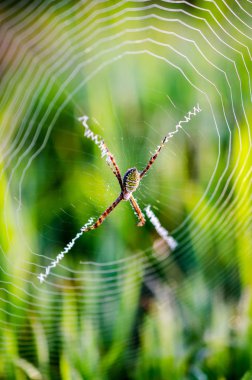 Bu görüntü closeup Bahçe örümcek