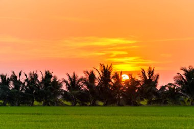 Hindistan cevizi ağacı ve gün batımında under pirinç.