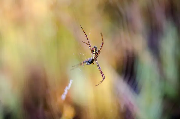 Esta imagem fecha a aranha no jardim — Fotografia de Stock
