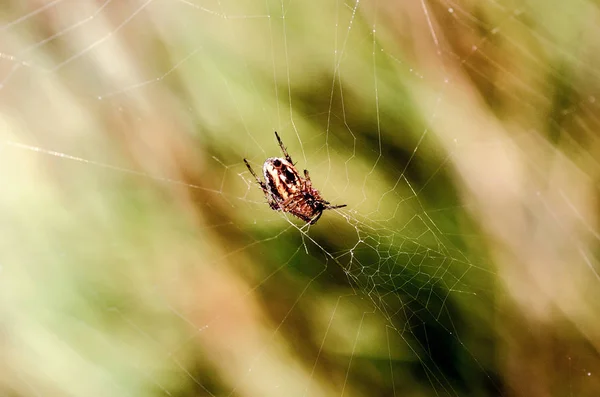 Denna bild närbild spindeln i trädgården — Stockfoto