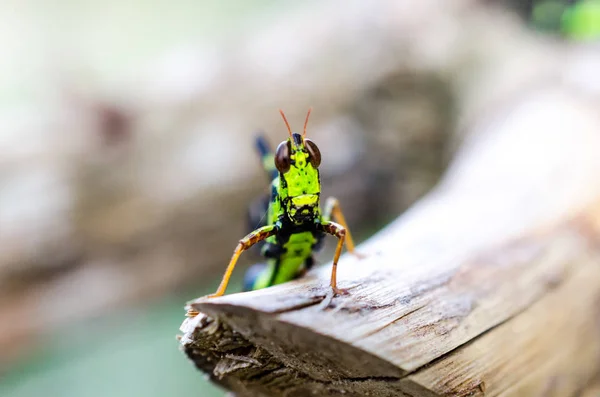 Une image de sauterelles. macro Sauterelle — Photo