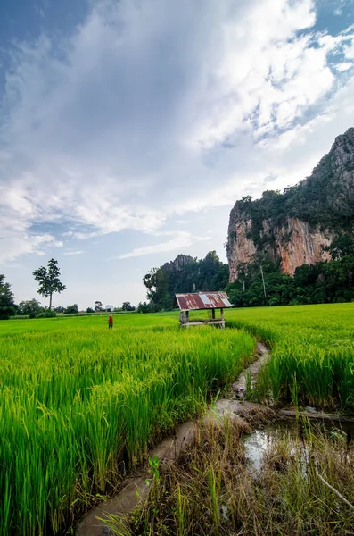 Görüntü yeşil pirinç alan Dağları arka plan mavi gökyüzü altında