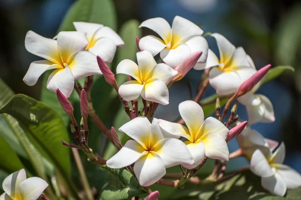 Broskev a žluté Plumeria — Stock fotografie