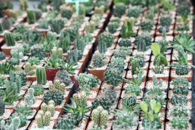 Succulents Mini kaktüs çeşitleri