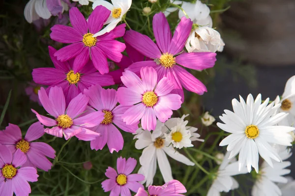 Flor del cosmos en el jardín al aire libre, vista de la flor —  Fotos de Stock