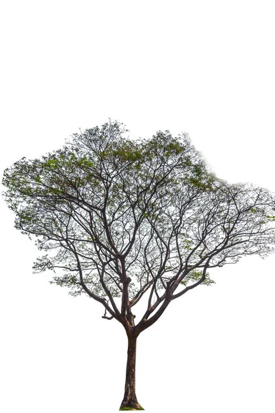 Grande albero isolare foto su sfondo bianco con percorso — Foto Stock